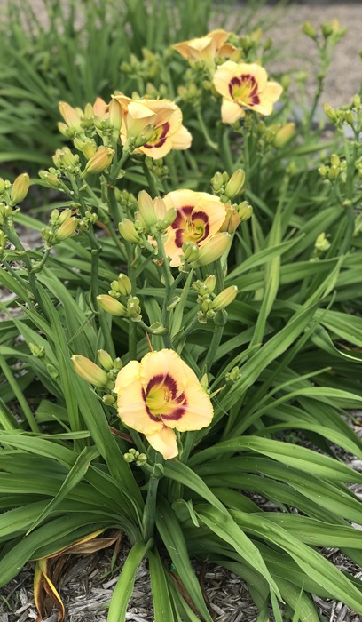 HEMER CUSTARD CANDY #1