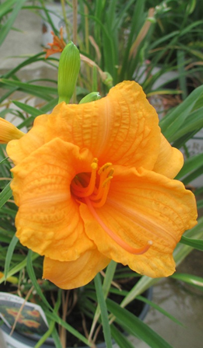 HEMER ENDLESSLILY ORANGE #1