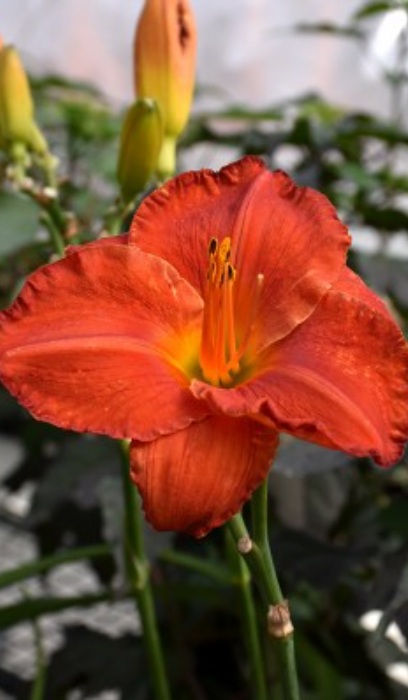 HEMER DESERT FLAME #1/7" STG25