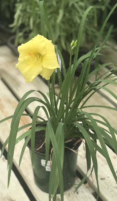 HEMER HAPPY RETURNS #1