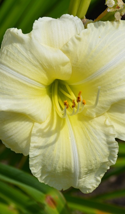 HEMER JOAN SENIOR #1