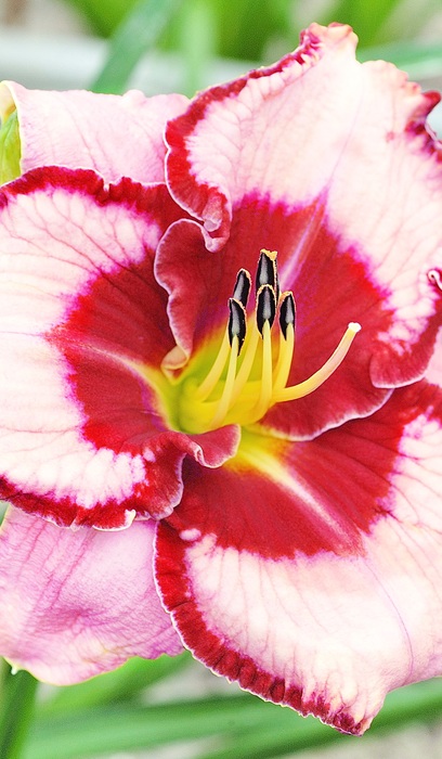 HEMER LIES AND LIPSTICK #1