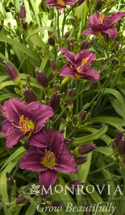 HEMER LITTLE GRAPETTE #1