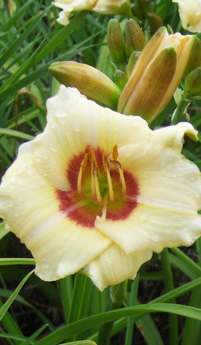 HEMER PANDORA'S BOX #1