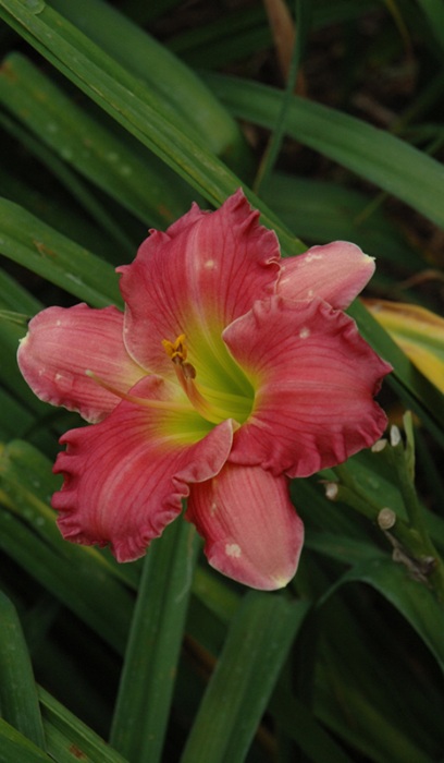 HEMER PASSIONATE RETURNS #1