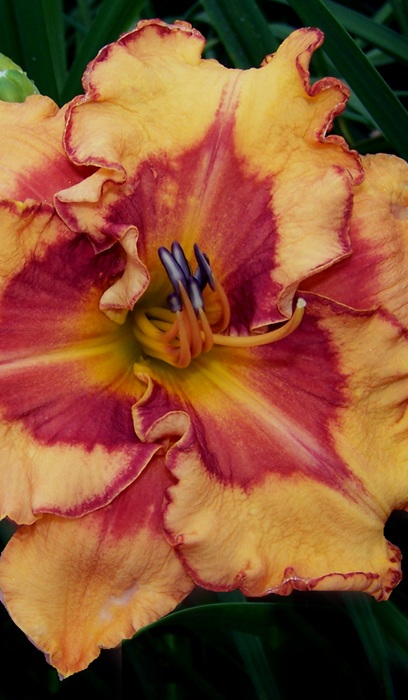 HEMER POINTED PERFECTION #1