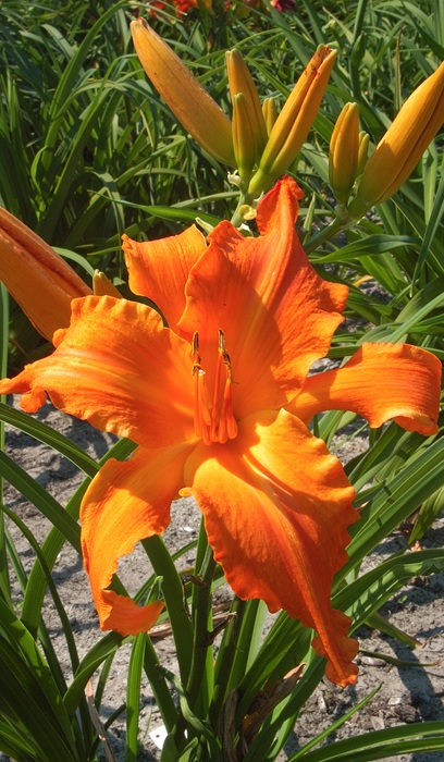 HEMER PRIMAL SCREAM #1