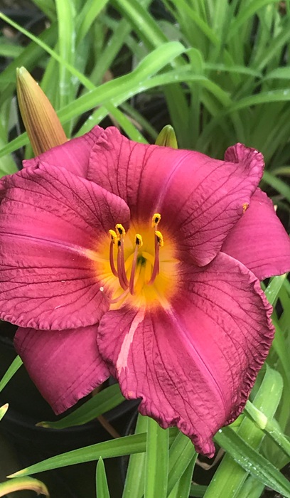 HEMER PURPLE D' ORO #1