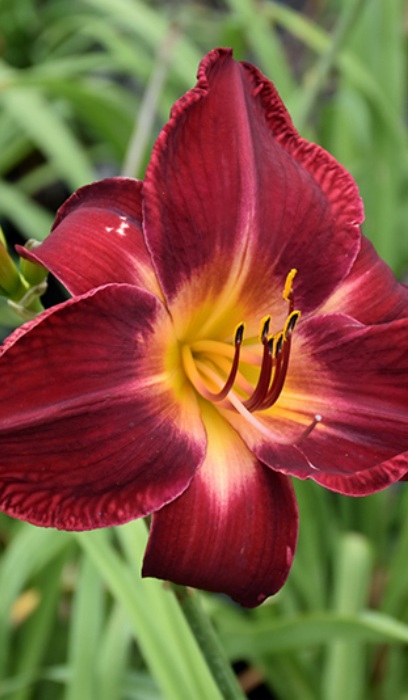 HEMER RED VOLUNTEER #1/7"