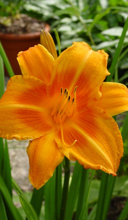 HEMER ROCKET CITY #1