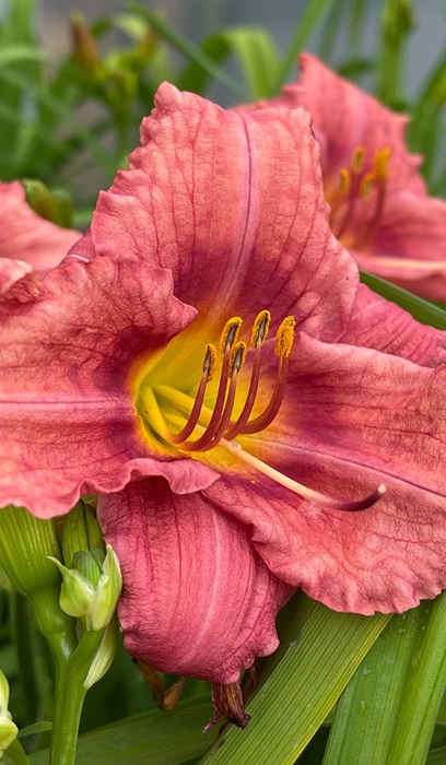 HEMER ROSY RETURNS #1