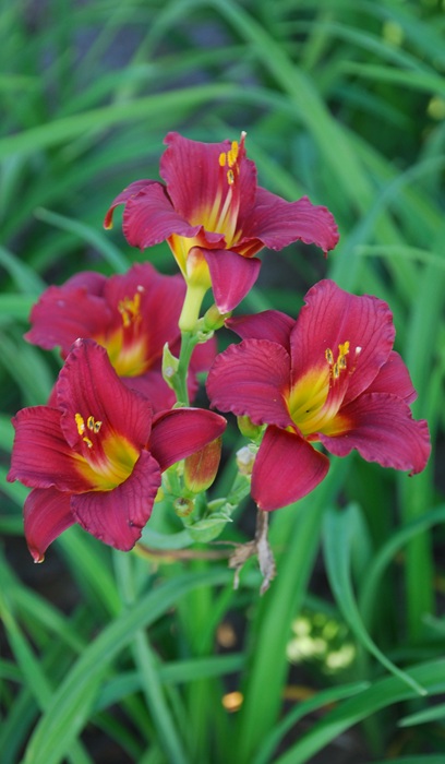 HEMER RUBY STELLA #1