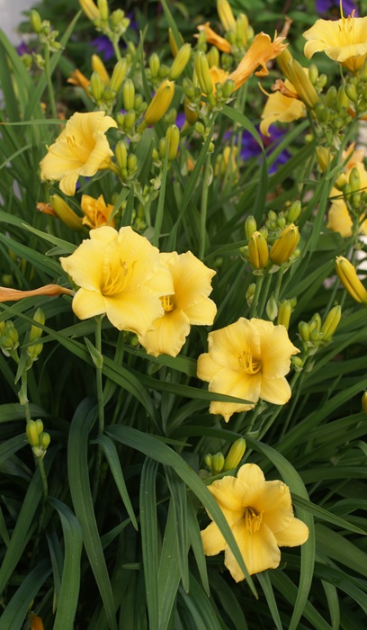 HEMER STELLA DE ORO #1