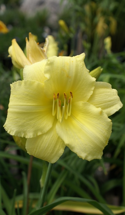 HEMER STELLA SUPREME #1