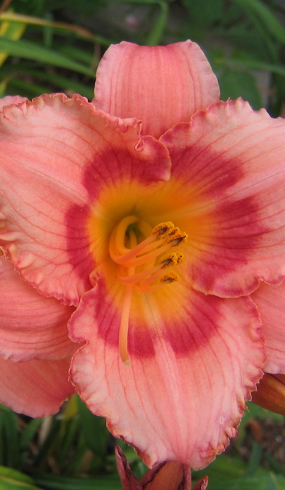 HEMER STRAWBERRY CANDY #1