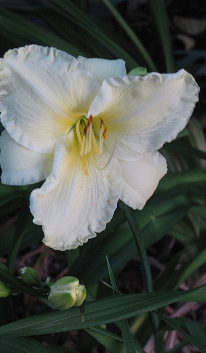 HEMER SUNDAY GLOVES #1