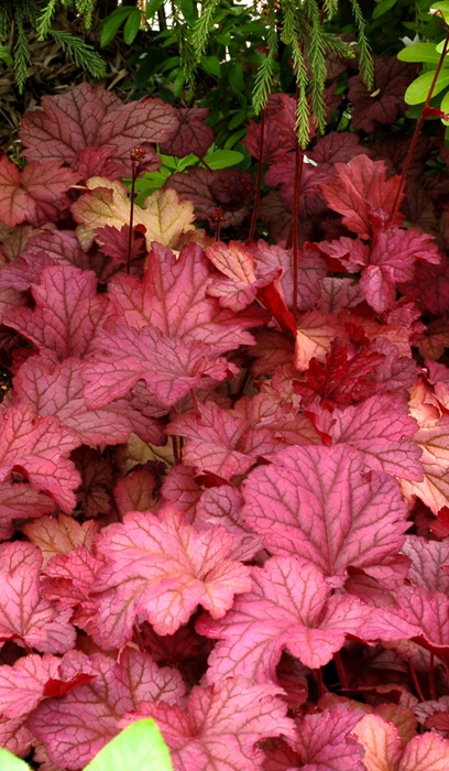 HEUCHERA BERRY SMOOTHIE #1