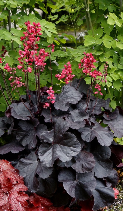 HEUCHERA BLACK FOREST CAKE #1