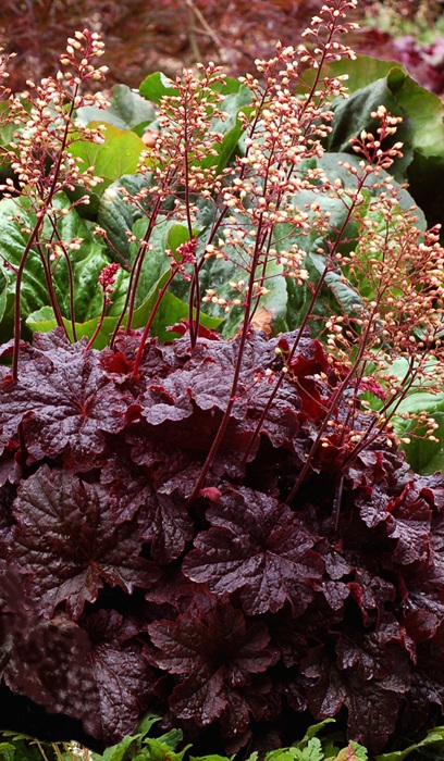 HEUCHERA CAJUN FIRE #1