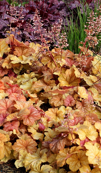 HEUCHERA CHAMPAGNE #1