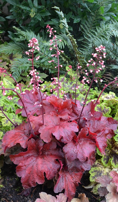 HEUCHERA FIRE ALARM #1