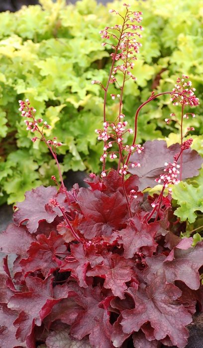 HEUCHERA FIRE CHIEF #1