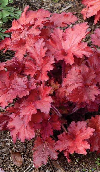 HEUCHERA FOREVER RED #1