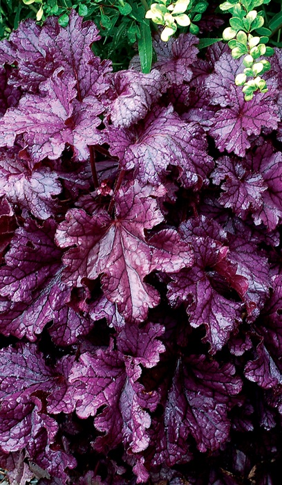 HEUCHERA FOREVER PURPLE #1