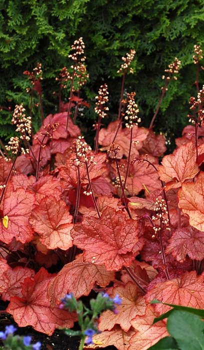 HEUCHERA GEORGIA PEACH #1