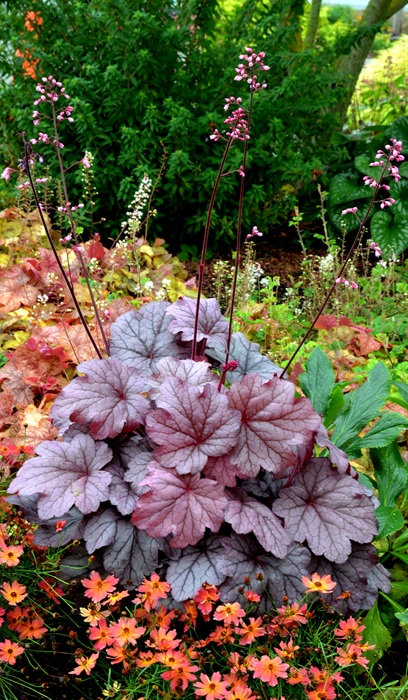 HEUCHERA GEORGIA PLUM #1