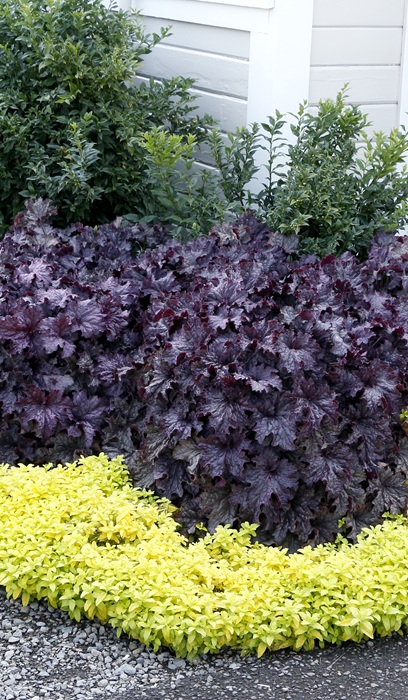 HEUCHERA GRANDE AMETHYST #1