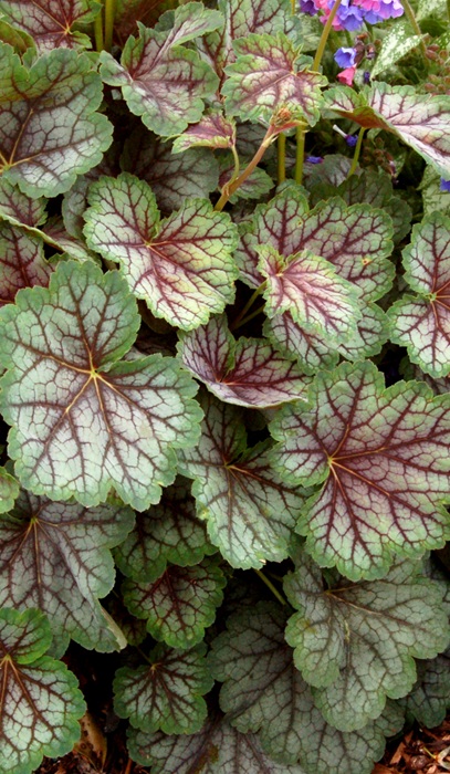 HEUCHERA GREEN SPICE #1