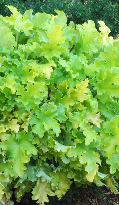 HEUCHERA LIME MARMALADE #1