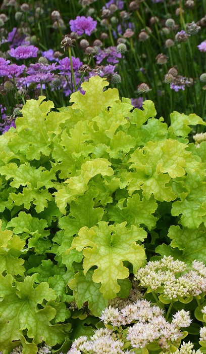 HEUCHERA LIME RUFFLES #1