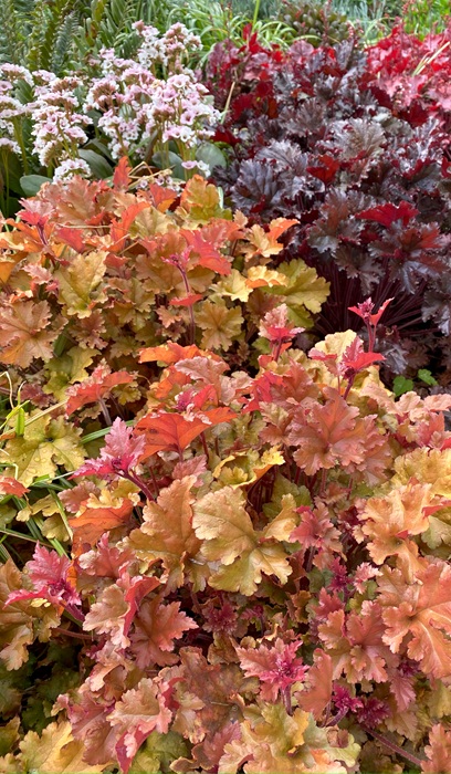 HEUCHERA MARMALADE #1
