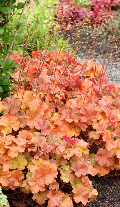 HEUCHERA NORTHERN EXP AMBER #1