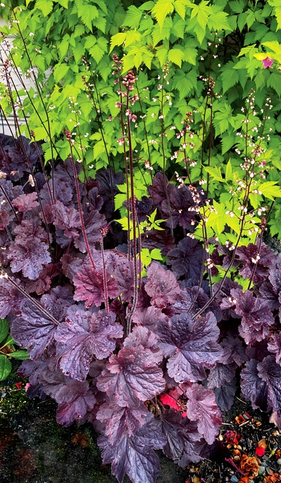 HEUCHERA NORTHERN EXP BLACK #1