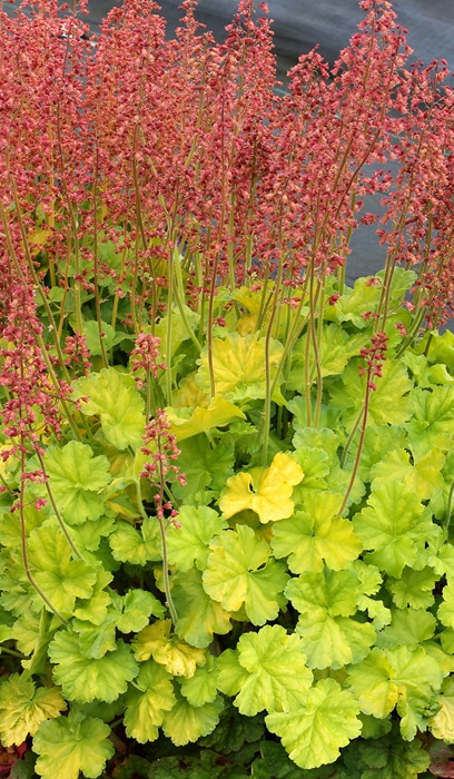 HEUCHERA NORTHERN EXP LIME #1