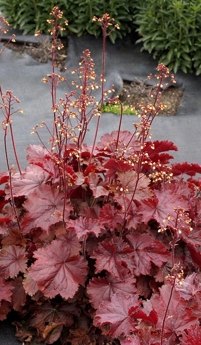 HEUCHERA NORTHERN EXP RED #1