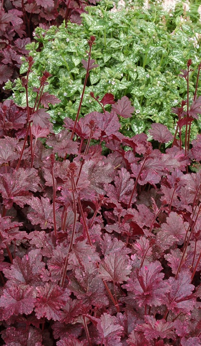 HEUCHERA MIDNIGHT ROSE #1