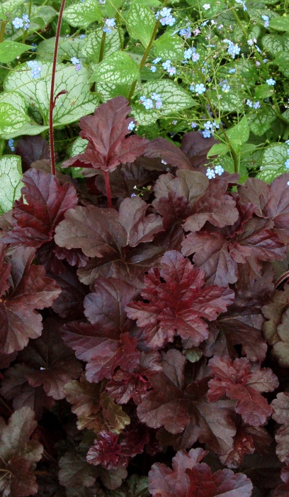 HEUCHERA OBSIDIAN #1