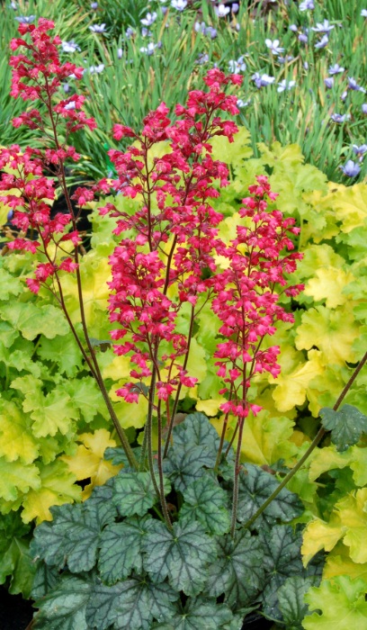 HEUCHERA PARIS #1