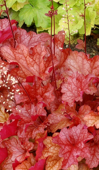 HEUCHERA PAPRIKA #1