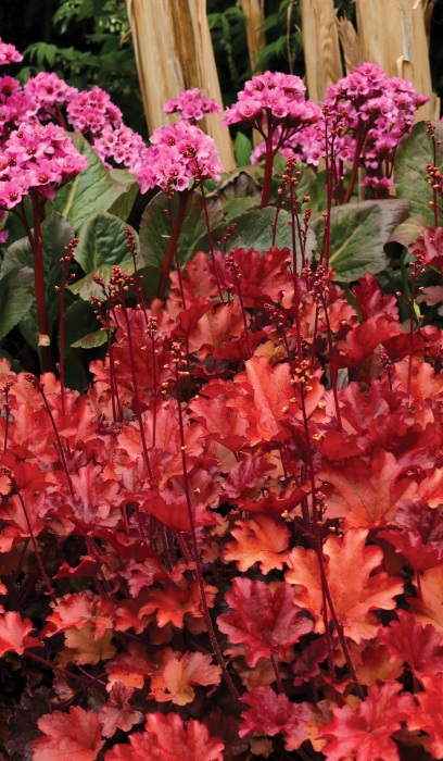 HEUCHERA PEACH FLAMBE #1