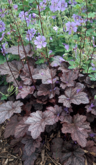 HEUCHERA PLUM PUDDING #1