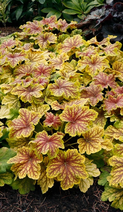 HEUCHERA RED LIGHTNING #1