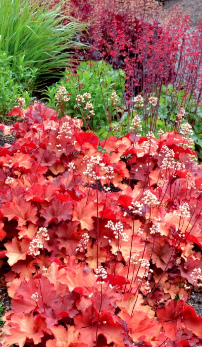HEUCHERA RIO #1