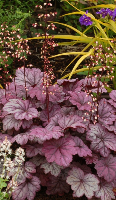 HEUCHERA SUGAR PLUM #1