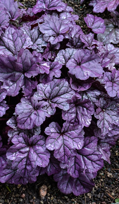 HEUCHERA WILDBERRY #1 PW