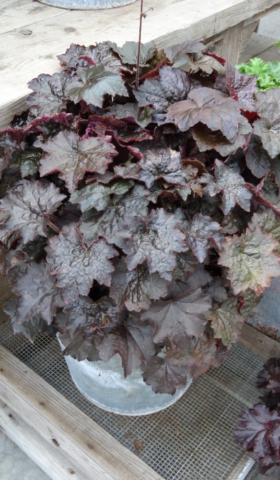 HEUCHERA PALACE PURPLE #1